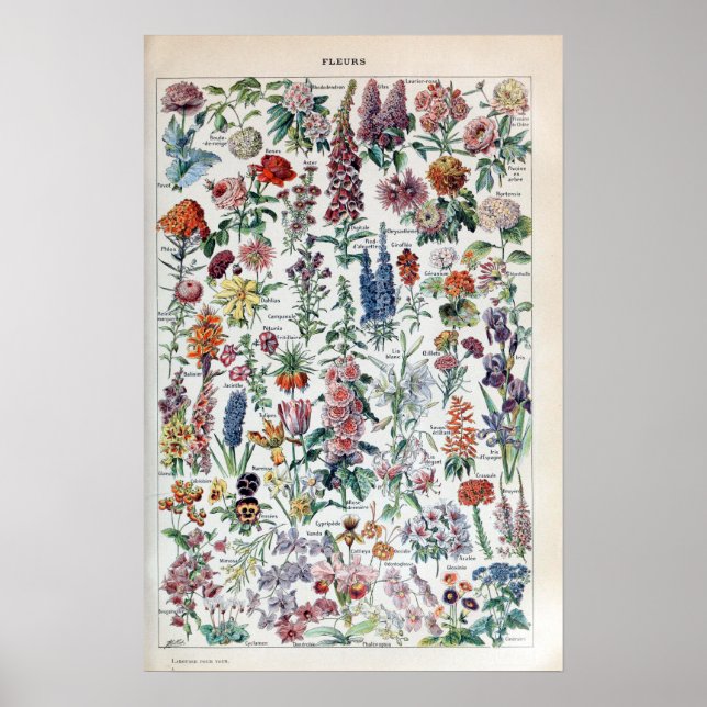 Vintage French Adolphe Millot Flowers Poster (Vorne)