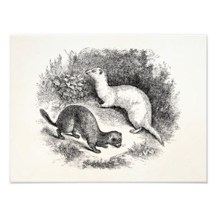 Vintage Frettchen 1800s Frettchenweasels-Nerze Fotodruck