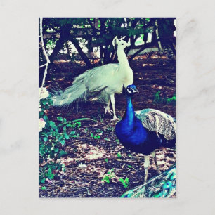 Vintage Friedenssicherungen Postkarte