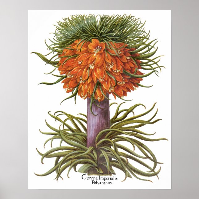 Vintage Fritillaria-Blume von Basilius Besler Poster (Vorne)