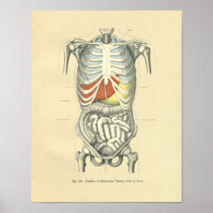 Vintage Frohse Anatomische Abbildung Torso Poster