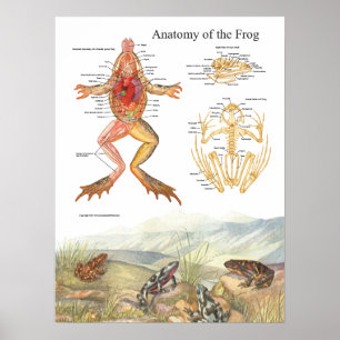 Vintage-Froschanatomieposter Poster