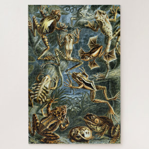 Vintage Frösche von Ernst Haeckel