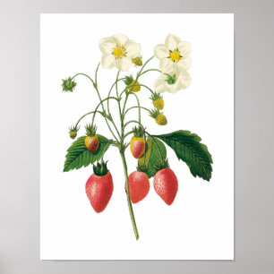 Vintage Frucht-Beeren-Nahrungsmittelerdbeeren Poster