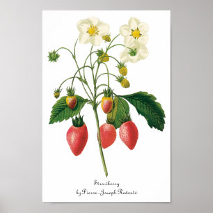 Vintage Frucht-Beeren-Nahrungsmittelerdbeeren Poster