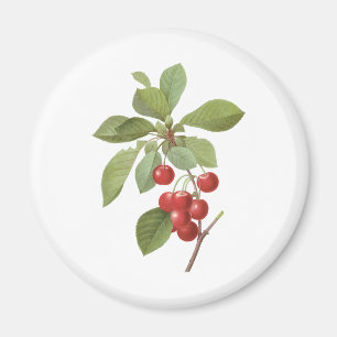 Vintage-Frucht-Kirsche-Essen, Kirschen von Redoute Magnet