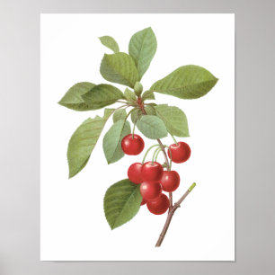 Vintage Frucht-Kirschnahrung, Kirschen durch Poster