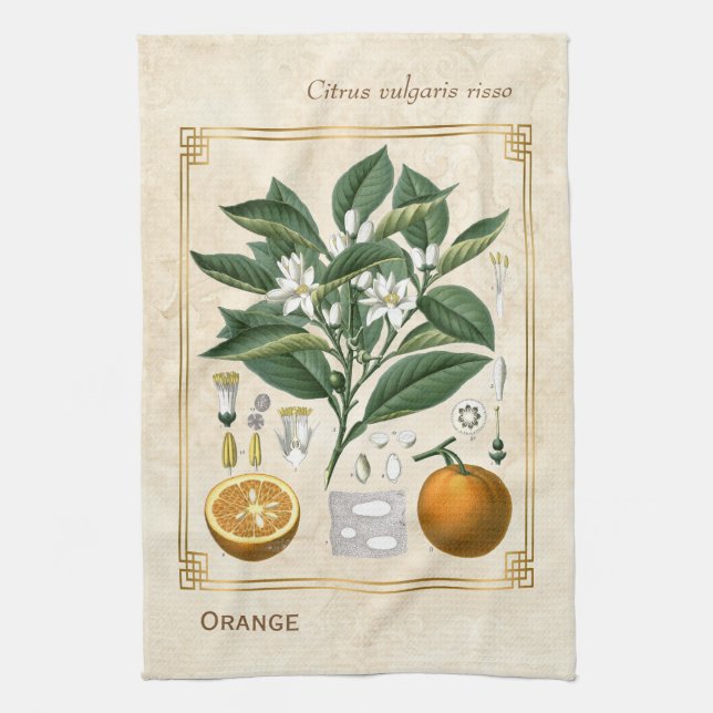 Vintage FruchtIllustration Orange Botanische Kunst Geschirrtuch (Vertikal)