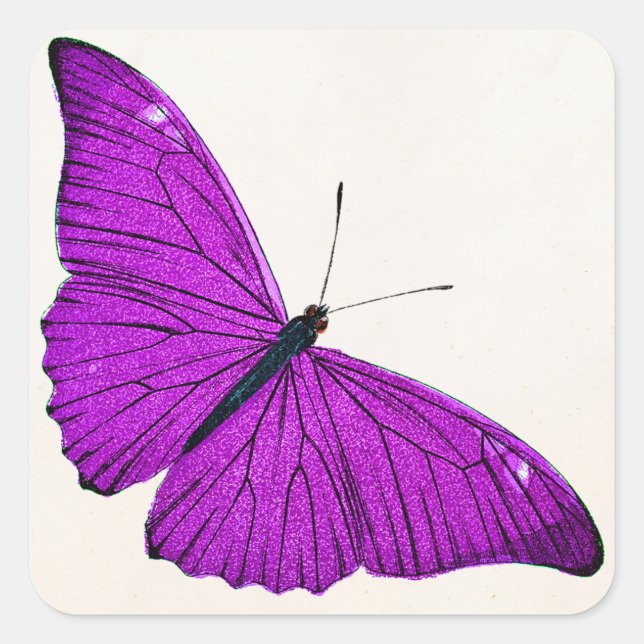 Vintage Fuchsia Lila Butterfly 1800 Illustration Quadratischer Aufkleber (Vorderseite)