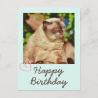 Vintage Funny Cat und Happy Birthday Postcard