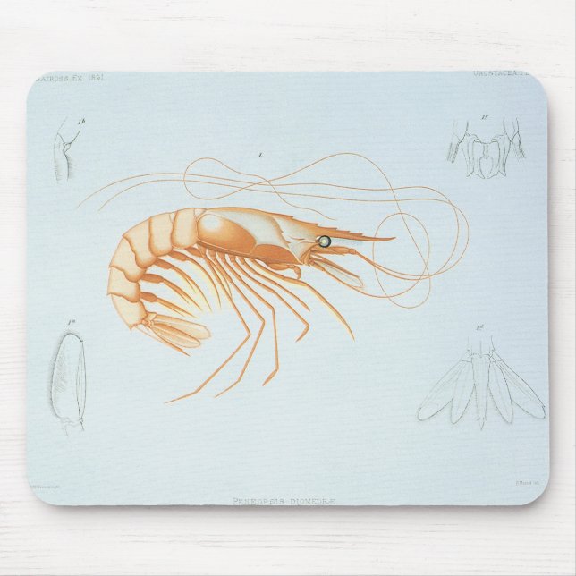 Vintage Garnelen, Anatomie von Meerestieren Mousepad (Vorne)