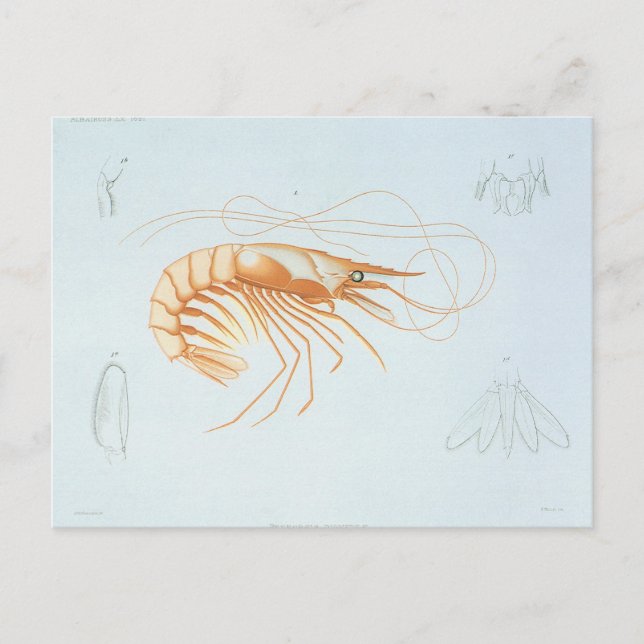 Vintage Garnelen, Anatomie von Meerestieren Postkarte (Vorderseite)