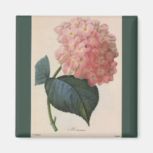 Vintage Garten-Blumen, rosa HydrangeaHortensia Magnet