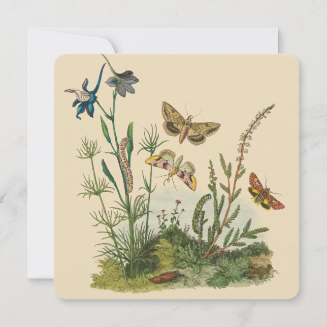 Vintage Garteninsekten, Schmetterlinge, Raupen (Vorderseite)