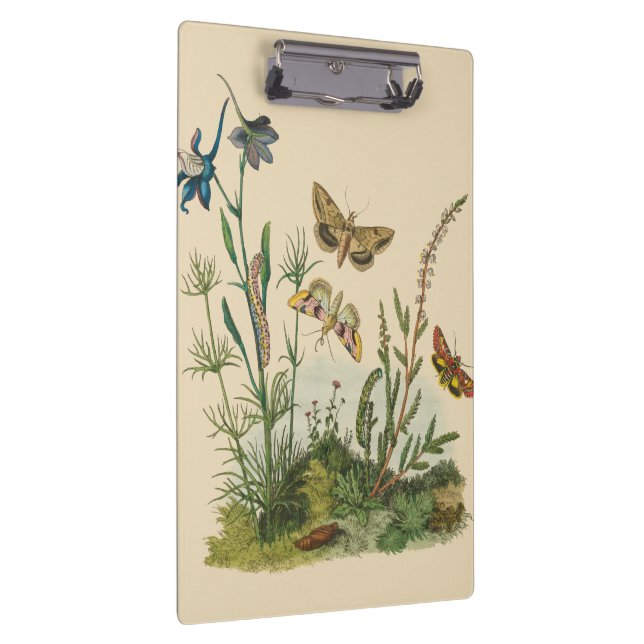 Vintage Garteninsekten, Schmetterlinge, Raupen Klemmbrett (Rechts)