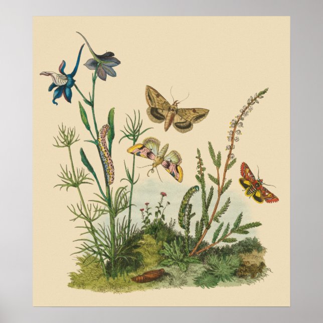 Vintage Garteninsekten, Schmetterlinge, Raupen Poster (Vorne)