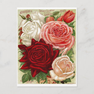 Vintage-Gartenrosen-Postkarte Postkarte