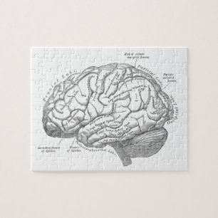 Vintage Gehirn-Anatomie