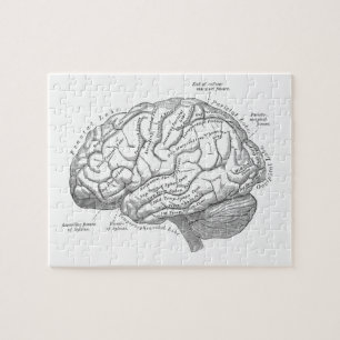Vintage Gehirn-Anatomie