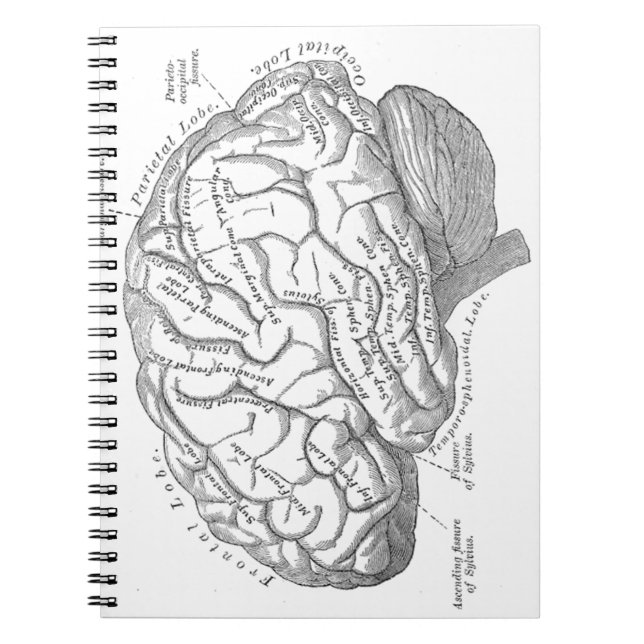 Vintage Gehirn-Anatomie Notizblock (Vorderseite)