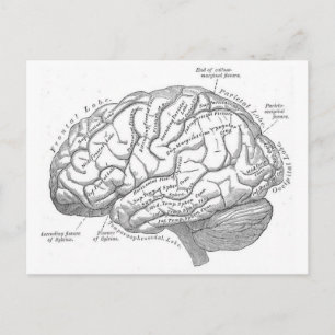 Vintage Gehirn Anatomie Postkarte