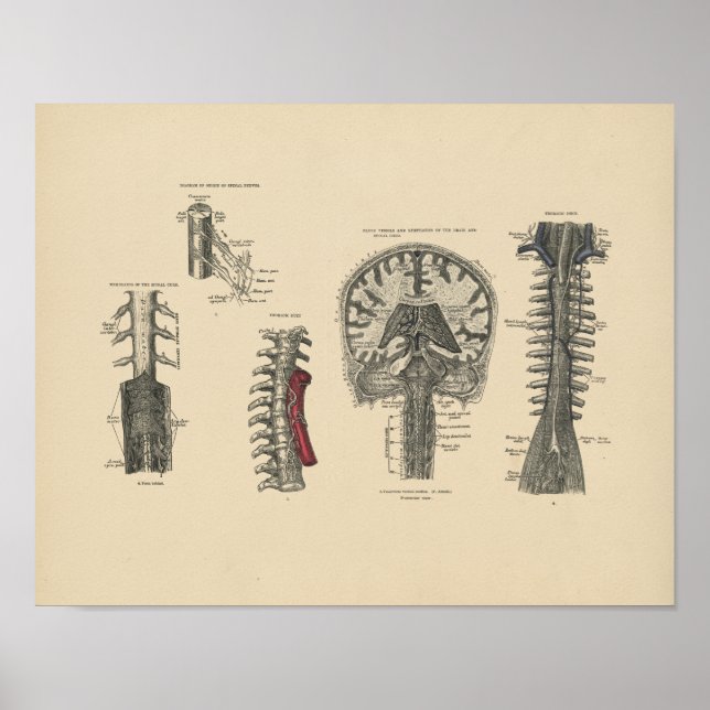 Vintage Gehirnspinalanatomie 1880 Print Poster (Vorne)