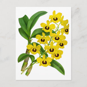 Vintage Gelbe Orchideen-Blumenkarte Postkarte
