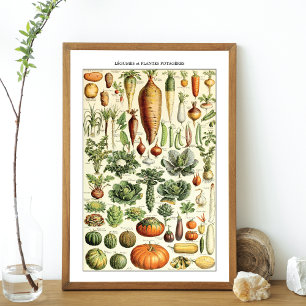 Vintage Gemüsediagramm Adolphmeile Poster