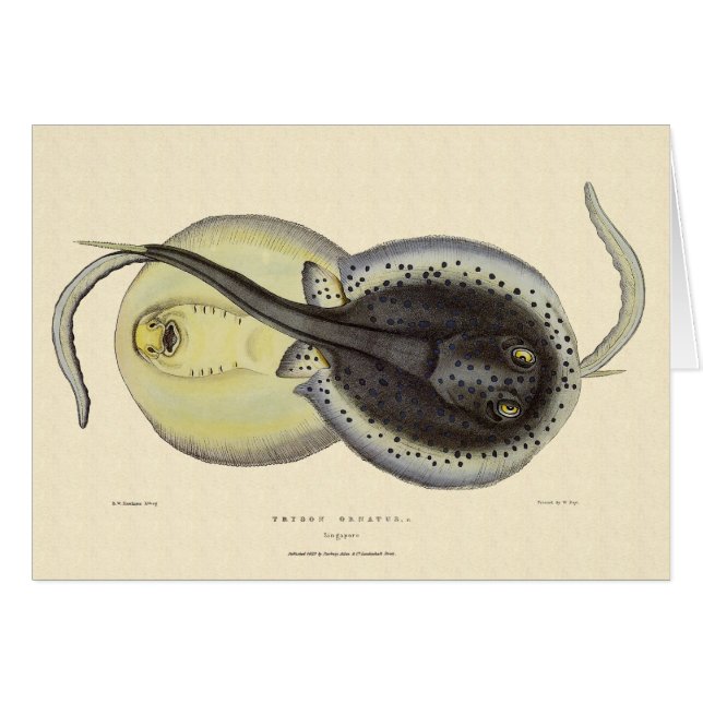 Vintage Gepunktete Rochen, Meerestiere (Vorderseite (Horizontal))