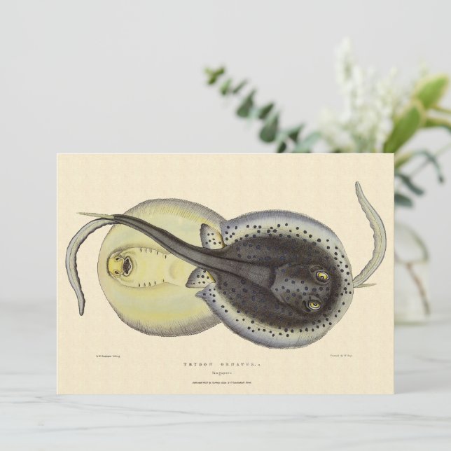 Vintage Gepunktete Rochen, Meerestiere (Stehend Vorderseite)