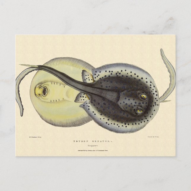 Vintage Gepunktete Rochen, Meerestiere Postkarte (Vorderseite)