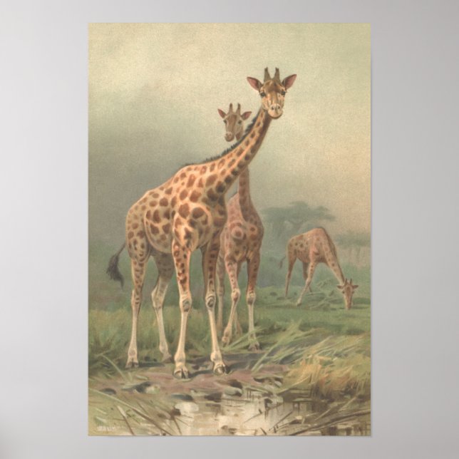 Vintage Giraffe 1894 Print African Plains Poster (Vorne)