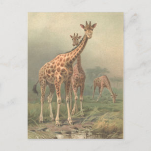 Vintage Giraffe 1894 Print African Plains Postkarte