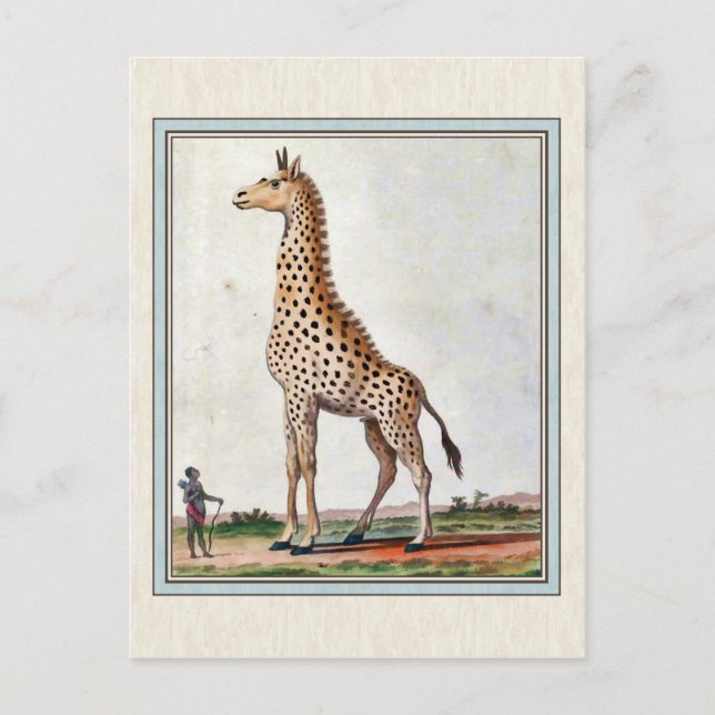Vintage Giraffe-Illustration Postkarte (Vorderseite)