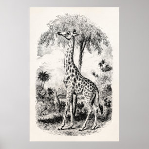 Vintage Giraffe Personalisierte Tierdarstellung Poster