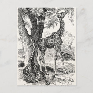Vintage Giraffen-Vorlage für afrikanische Giraffen Postkarte