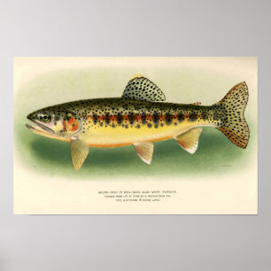 Vintage Golden Trout Kunst Poster