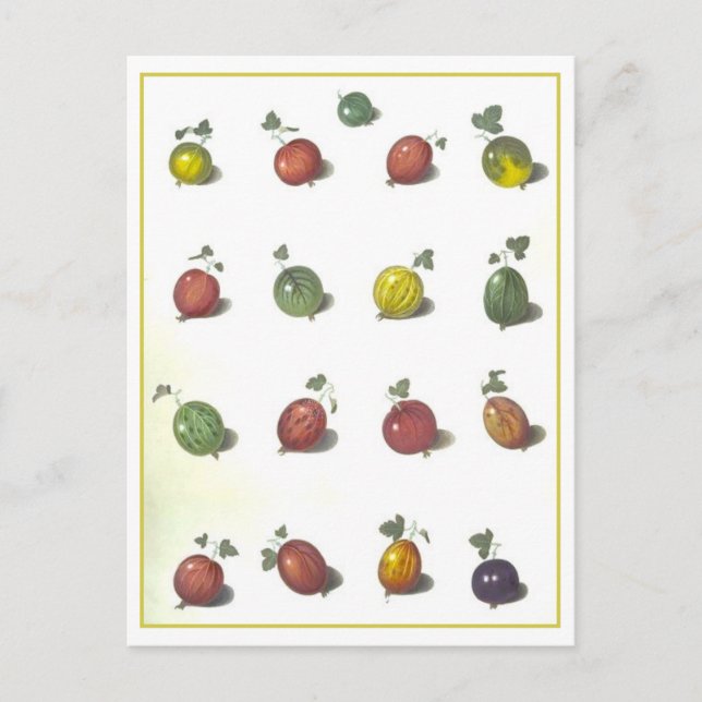 Vintage Goosebeeren Postkarte (Vorderseite)