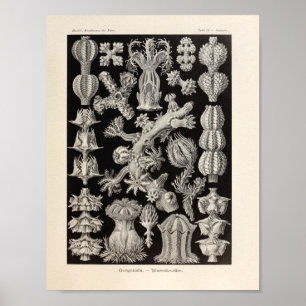 Vintage Gorgonida Farbe Ernst Haeckel Kunst Druck Poster