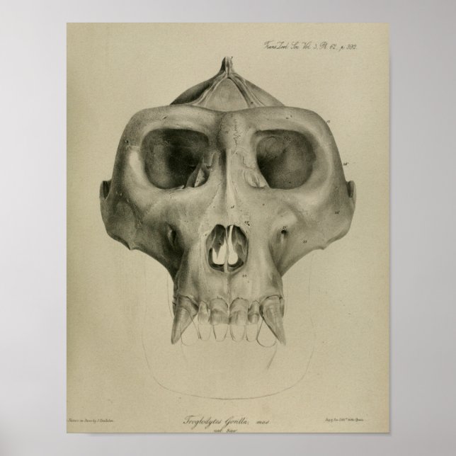 Vintage Gorilla Skull Anatomie Drucktierärztliche  Poster (Vorne)