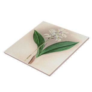Vintage Govenia Deliciosa Orchideenblüte Fliese