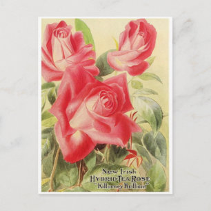 Vintage-Grafikpostkarte Postkarte