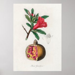 Vintage-Granatapfel-Illustration Poster