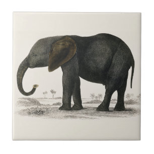 Vintage-Grauer Elefant (1848) von Oliver Goldsmith Fliese
