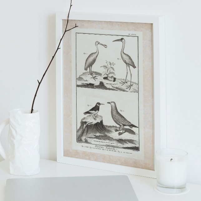 Vintage Gravierungsbriefe - Spoonbill Gull Ibis Poster (Von Creator hochgeladen)
