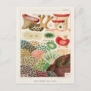 Vintage Great Barrier Reef von Australien Korallen Postkarte
