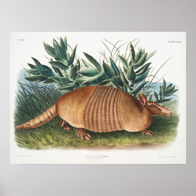 Vintage-Gürteltier-Illustration Poster (Vorne)