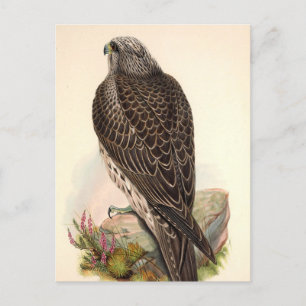 Vintage-Habicht Postkarte