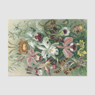 Vintage Haeckel Farbige Orchideen Lithografie Post Seidenpapier