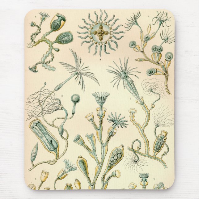 Vintage Haeckel Mousepad (Vorne)